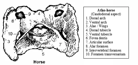 cervical vertebrae atlas