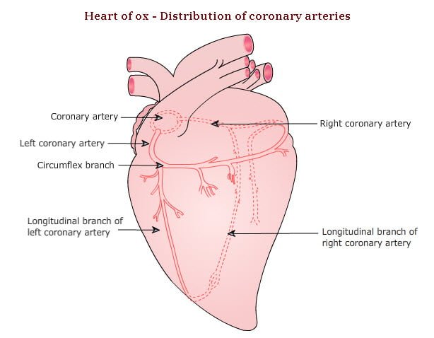 coronary circulation anatomy