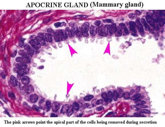 apocrine gland