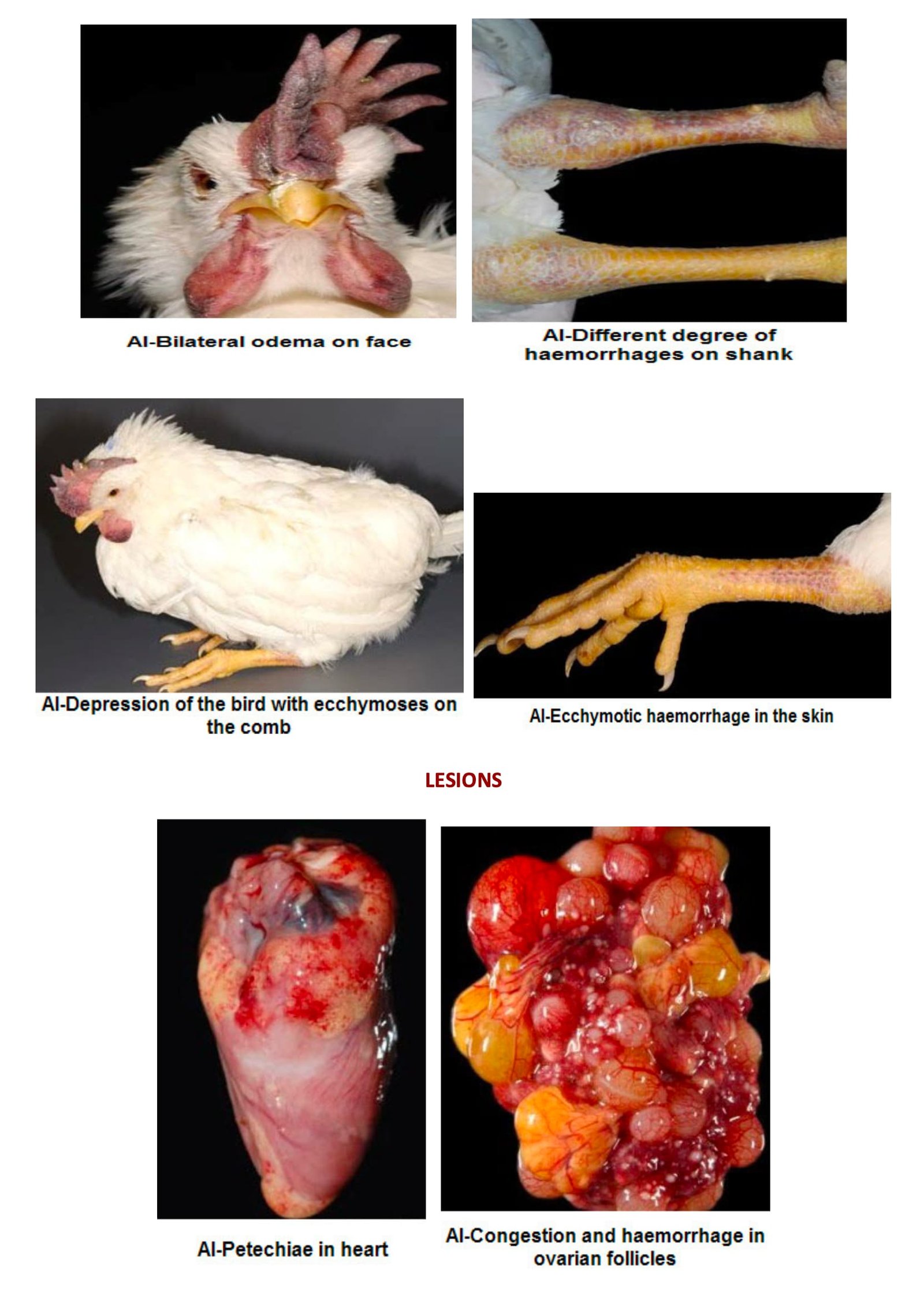 1- Clinical menifestations of Avian Influenza (Fowl Plague)