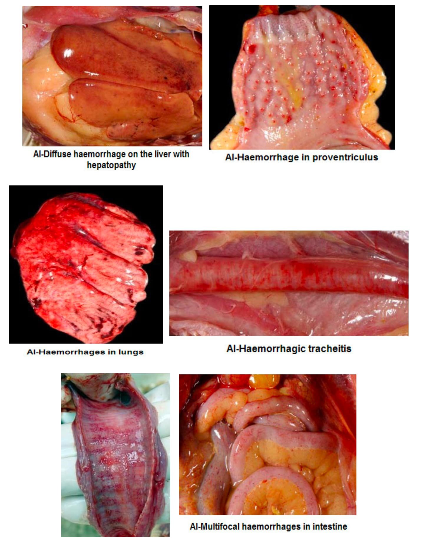 2- Clinical menifestations of Avian Influenza (Fowl Plague)