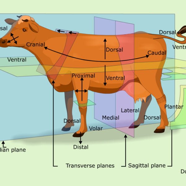 Vetscraft | Devoted to spread knowledge of BVSc and DVM