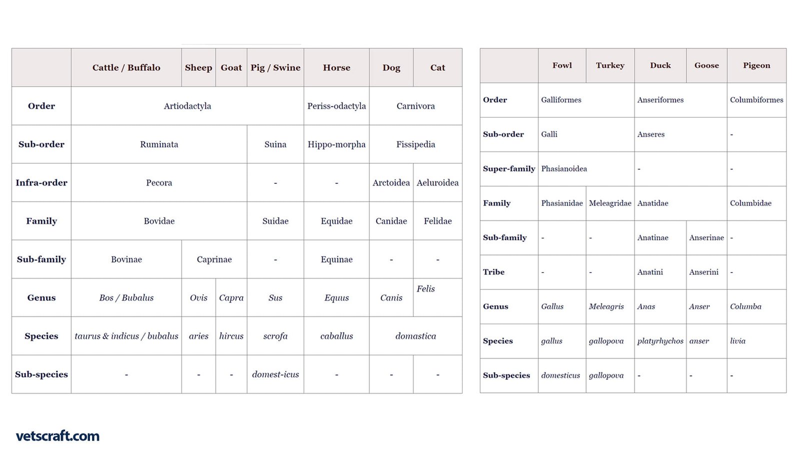 TAXONOMICAL POSITION OF THE ANIMALS - vetscraft - basics of anatomy
