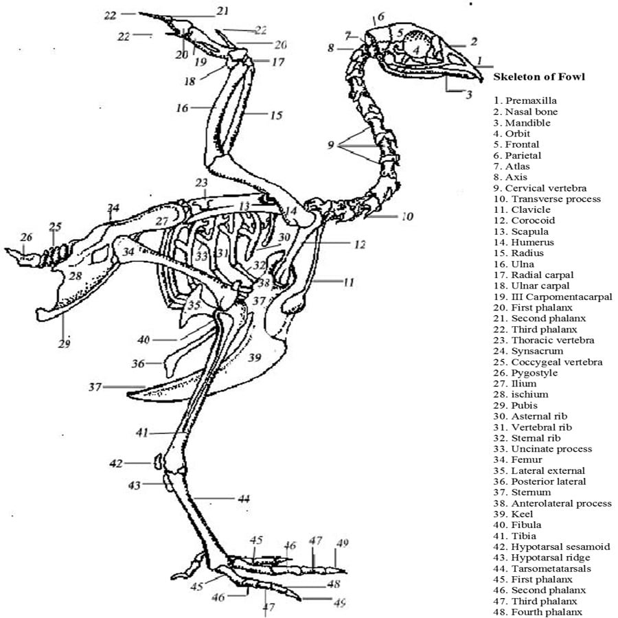 fowl skleton - skeleton of domestic animals - vetscraft