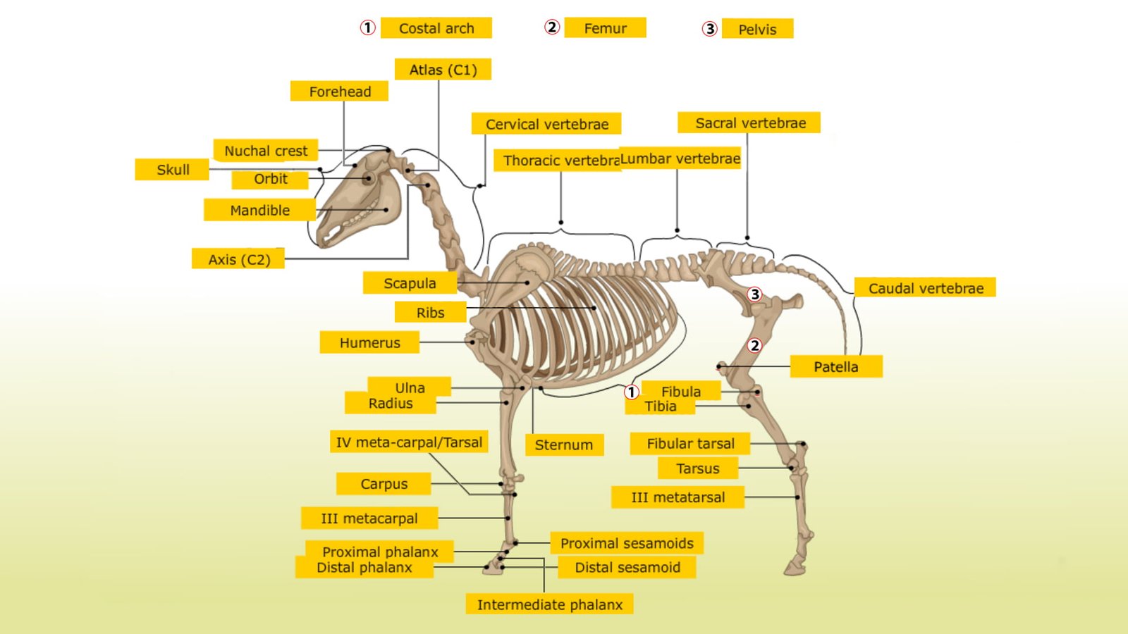 skeleton of horse - skeleton of domestic animals - vetscraft.com