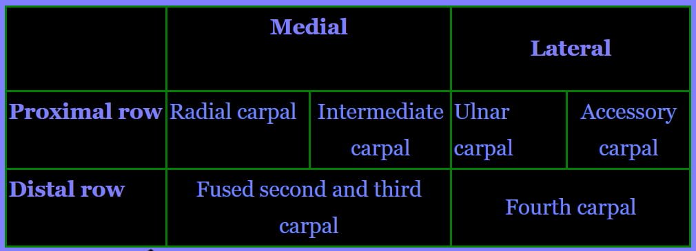 Carpal Bones | Ox, Horse, Dog, Pig, Fowl | Veterinary Anatomy | Vetscraft