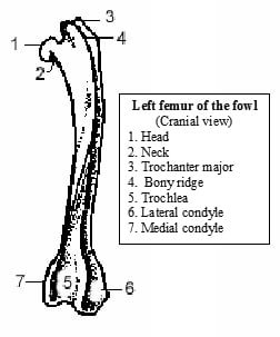 Left Side Femur bone of Fowl - vetscraft