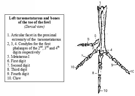 Digits of hindlimb of fowl - Tarsometatarsus and bones of the toe - vetscraft