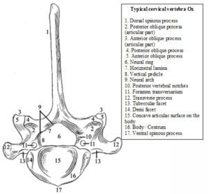 Vertebral Column | Typical Vertebrae | Veterinary Anatomy | vetscraft