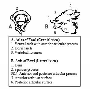 Atlas of Fowl - Cervical vertebrae - vetscraft