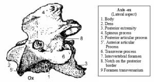 Axis | Vertebra dentata | Veterinary Anatomy | vetscraft