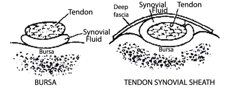 Accessory structure of muscles - vetscraft