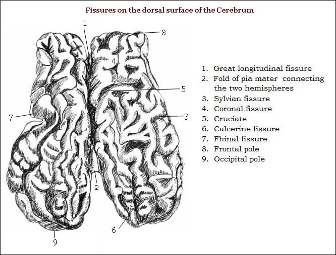 Fissure on the dorsal surface of the cerebrum - Cerebral cortex - vetscraft