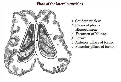 Floor of the lateral ventricles - Hippocampus - vetscraft