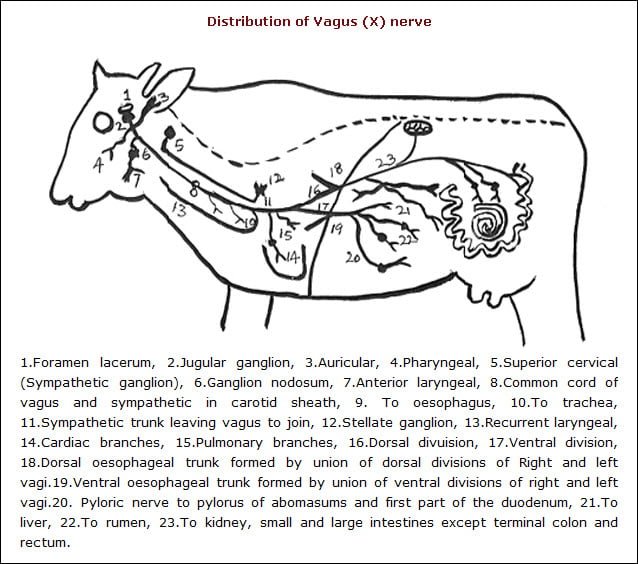 distribution of Vagus nerve - vetscraft