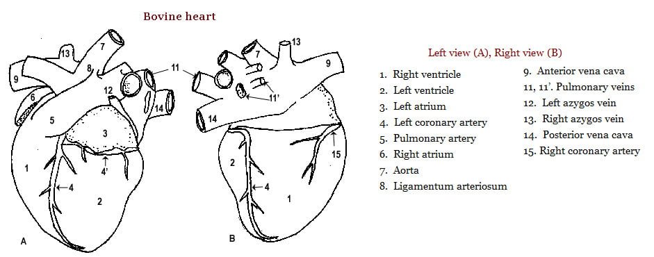 Bovine Heart - Chambers of Heart - vetscraft