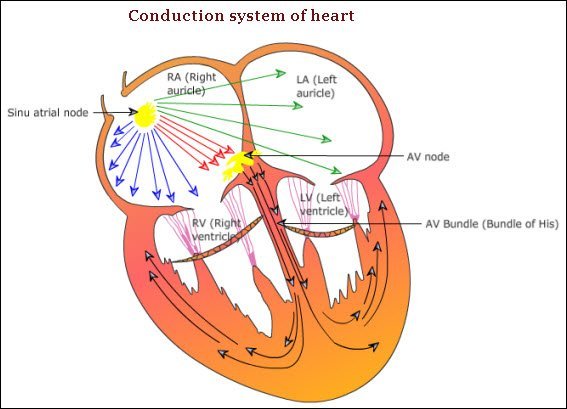 Neuromyocardium - Conduction system of heart - vetscraft - 2