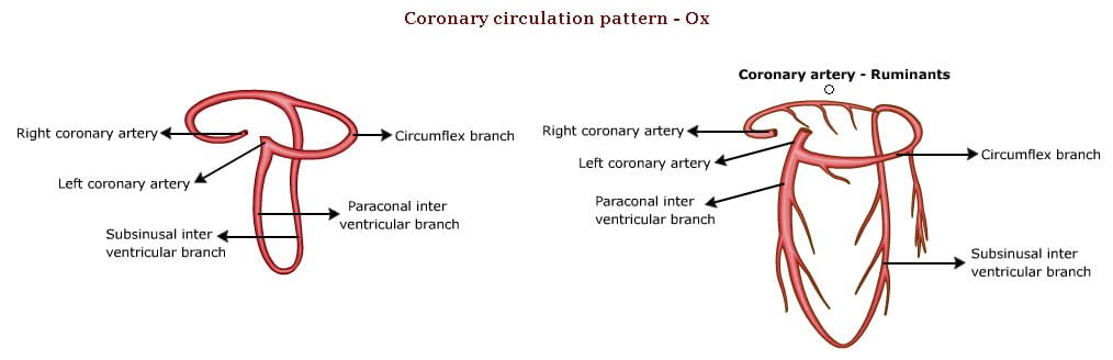 Coronary circulation pattern of Ox - Coronary arteries - vetscraft