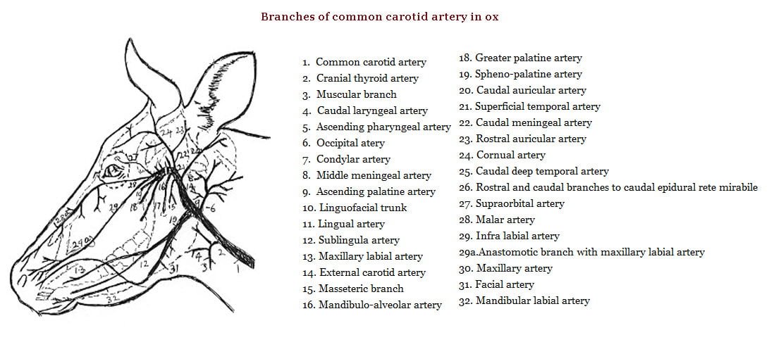 Branches of common carotid artery in ox - vetscraft - Bicarotid trunk and common carotid artery