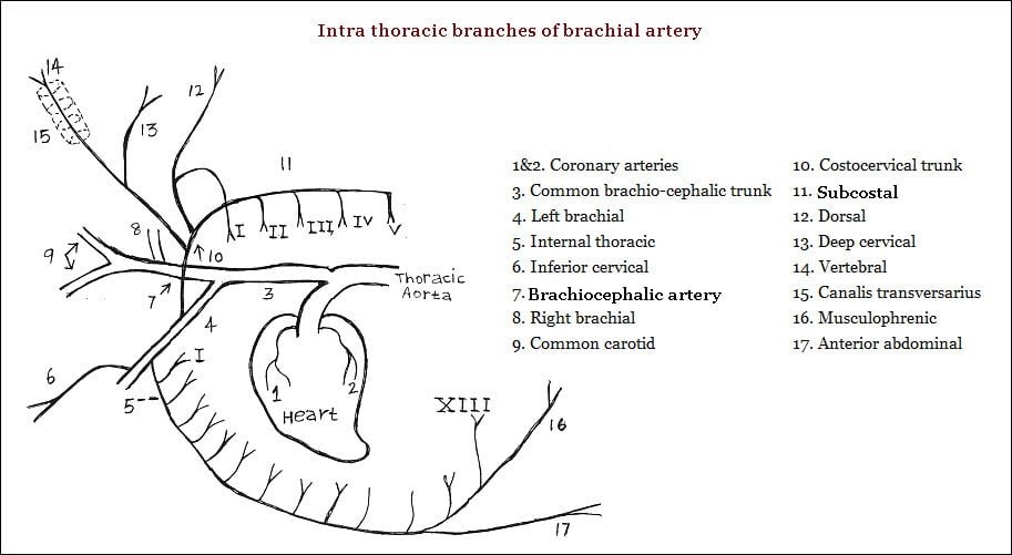 Intra-thoracic branches of Brachial artery - vetscraft site