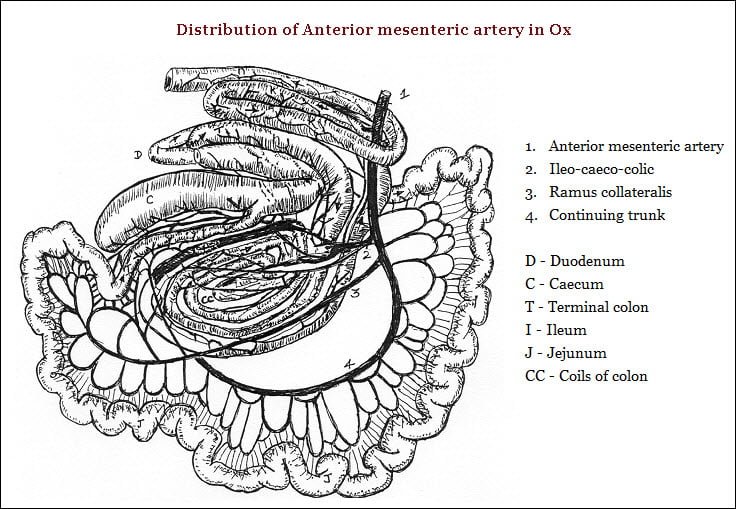 Distribution of Anterior mesenteric artery - vetscraft