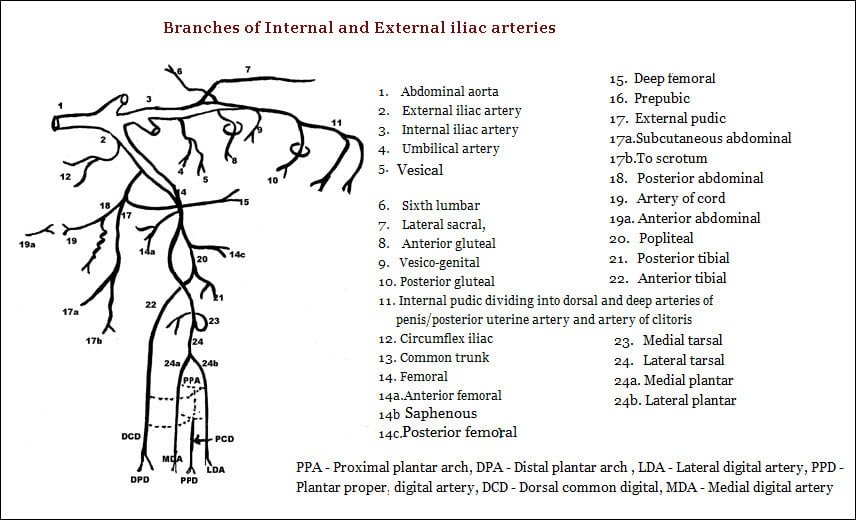 External Iliac Artery