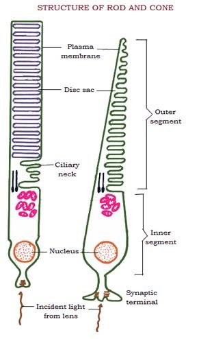 Structure of Rod and Cone - Retina of eye or Nervous tunic - at vetscraft