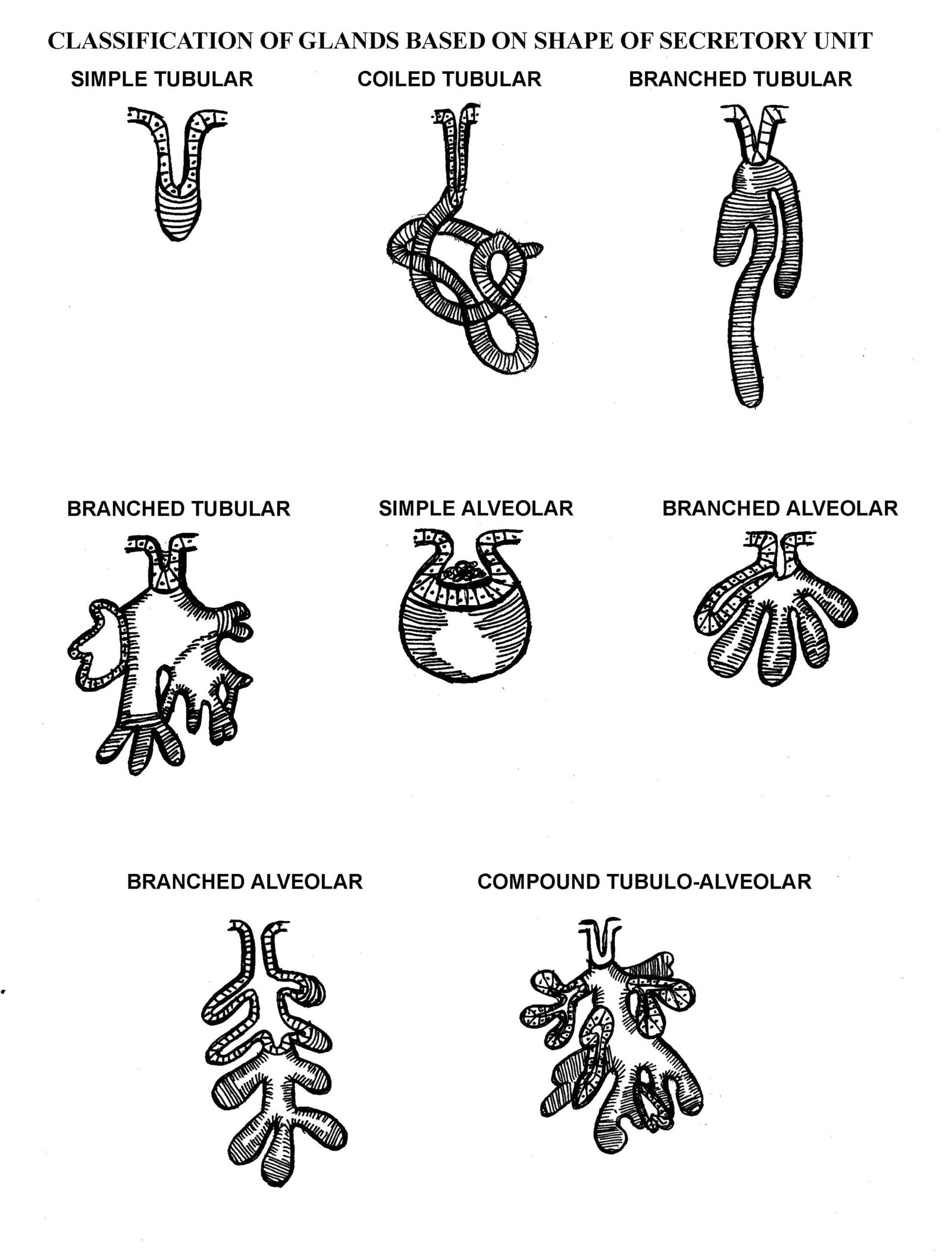 Based on the shape of the secretory unit - endocrine exocrine glands - vetscraft