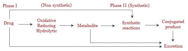 Bio-transformation of drugs