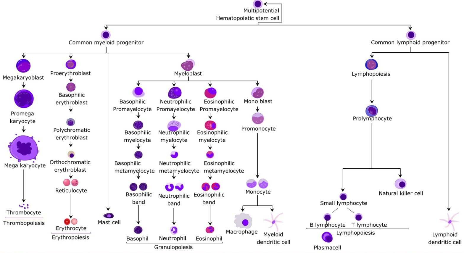 Hematopoiesis in animals