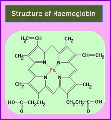 Heme Group in Hemoglobin  Definition, Structure & Function