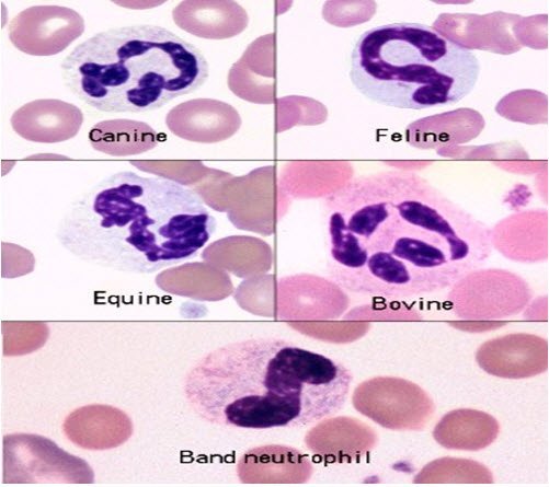 Neutrophils of animals | Various Abnormalities of Neutrophils