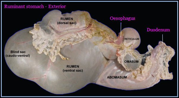 Exterior of Ruminant Stomach of different Animals