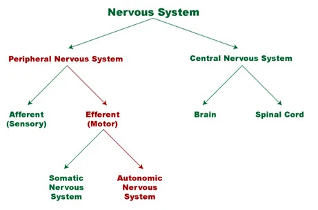 autonomic nervous system divisions