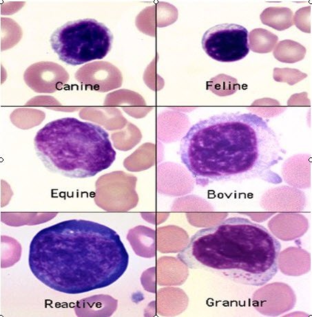 Lymphocytes of Animals