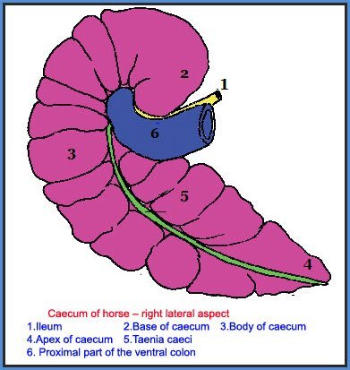 Large intestine of Horse - caecum of horse