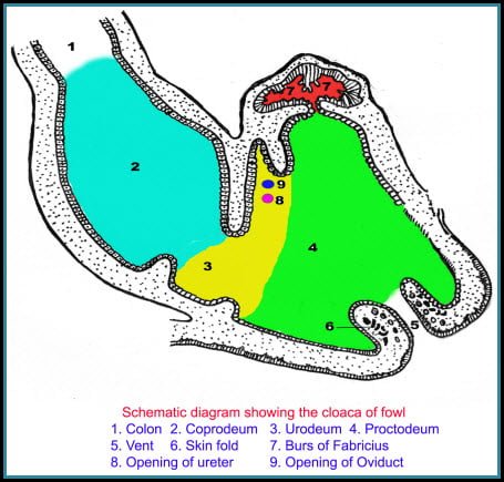 Large intestine of Fowl