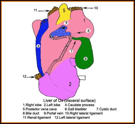 liver of ox (Animal)