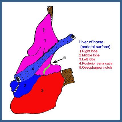 Liver of Horse