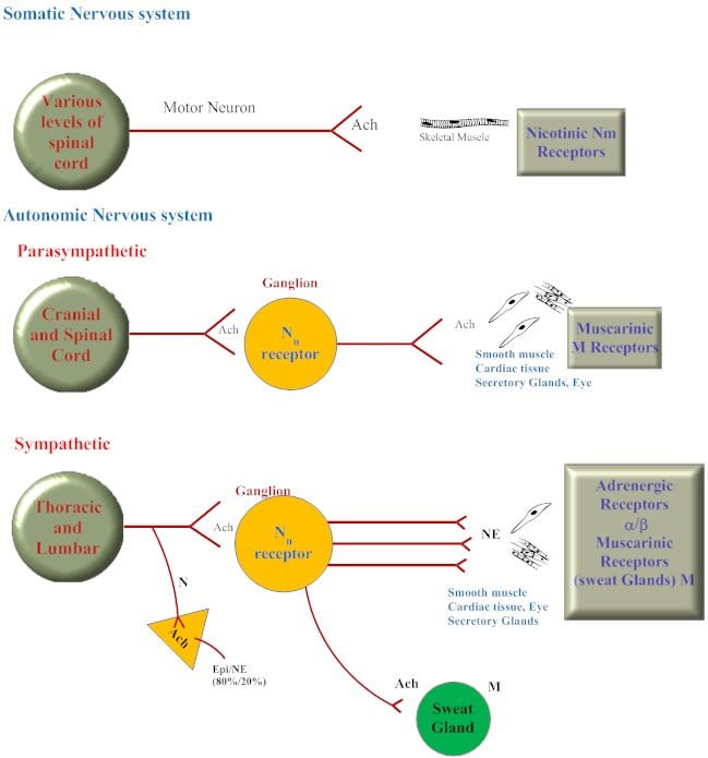 Distribution of cholinergic and adrenergic neurons