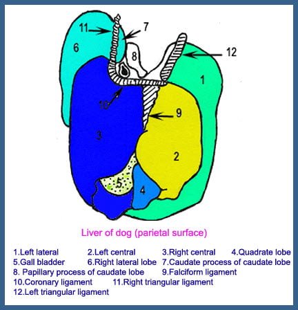 Liver of Dog | Liver of Animals | Veterinary Anatomy | vetscraft