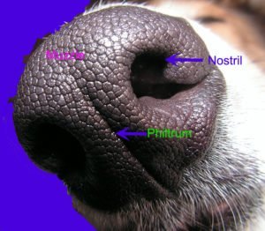 Nasal Cavity of different Animals