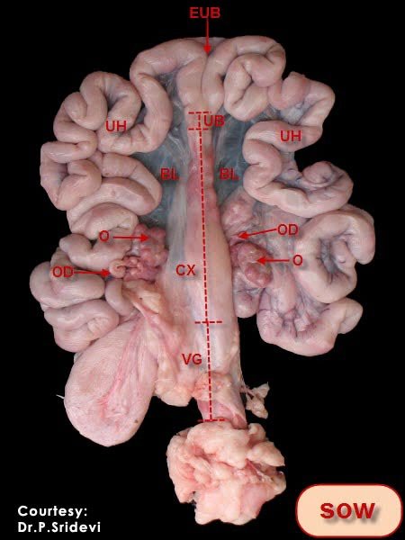 Structure of ovary of animals - Sow Ovary