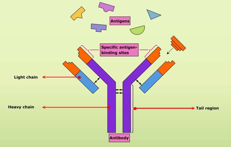 Antibodies in animals