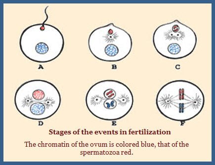 Fertilization in Animals