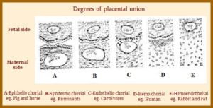 Types of Placenta in animals