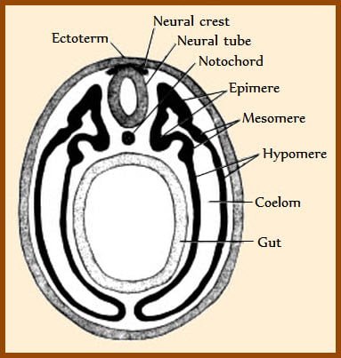 Development of Head Region in animals