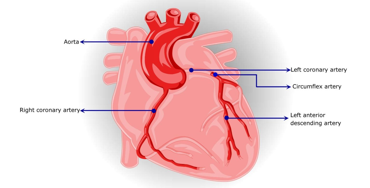 Coronary circulation in animals