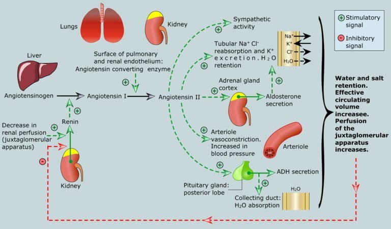 Hormonal Regulation of arterial pressure | Veterinary Physiology