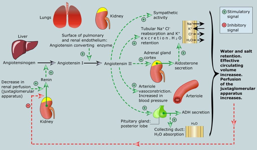 Hormonal regulation of renal function